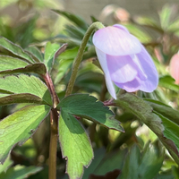 Anemone (Anemonoides) nemorosa 'Robinsoniana'